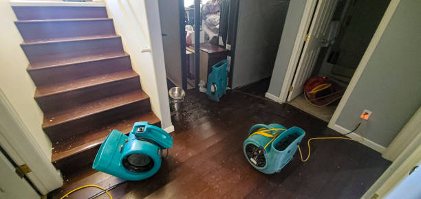 Best Water damage cleanup near me  in Belington, WV
