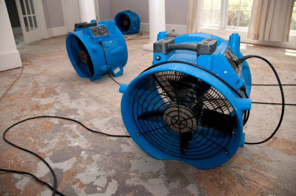 Best Carpet water damage restoration  in Belington, WV
